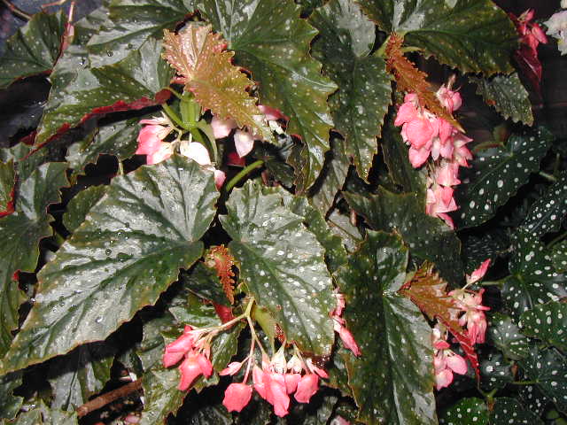 B. ‘Pink Taffetta’